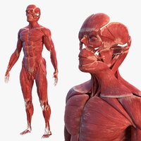 Anatomy 3d models