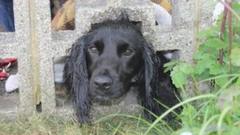 Cocker spaniel with head stuck in wall