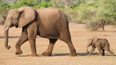 Baby elephant following mother