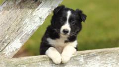 Border-collie-puppy.