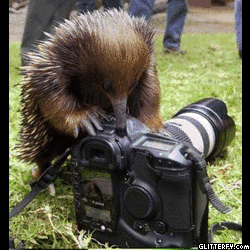 http://img34.glitterfy.com/293/glitterfy-flpbk9073731953634.gif