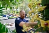 A gardener builds an arch of yellow orchids