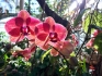Orchids in the sunlight