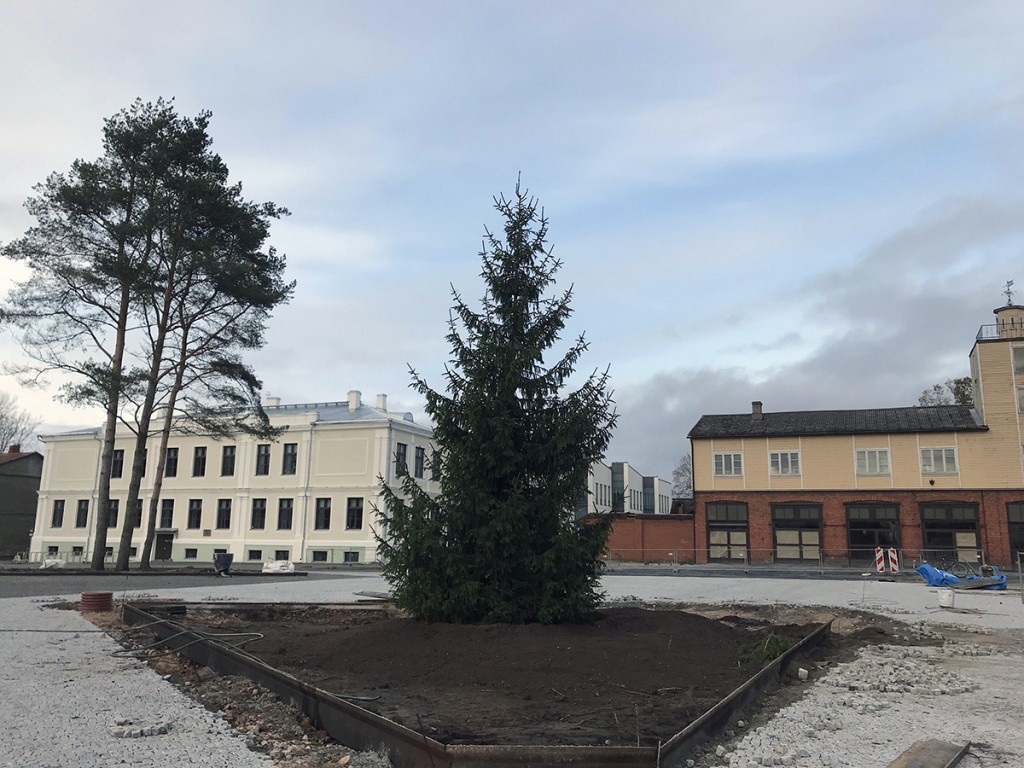 Võru linna kuusk