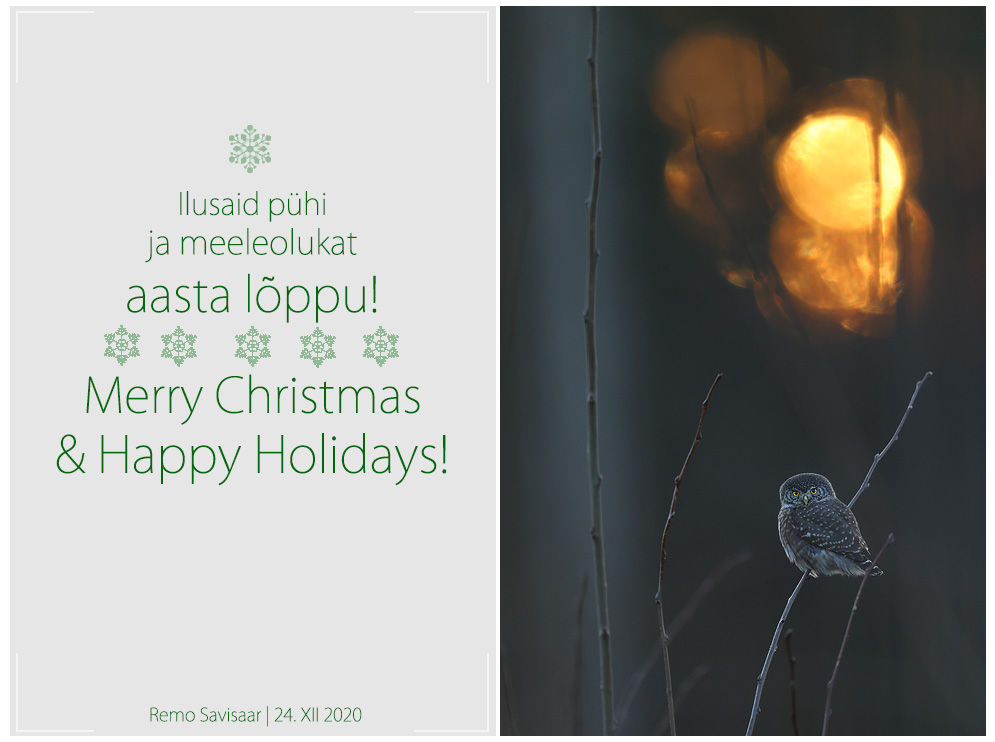 Pühadetervitused! Season’s Greetings! Värbkakk, Pygmy Owl, Glaucidium passerinum jõulud xmas Remo Savisaar Eesti loodus  Estonian Estonia Baltic nature wildlife photography photo blog loodusfotod loodusfoto looduspilt looduspildid 