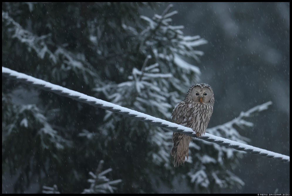 Händkakk, Ural Owl, Strix uralensis Remo Savisaar Eesti loodus  Estonian Estonia Baltic nature wildlife photography photo blog loodusfotod loodusfoto looduspilt looduspildid 