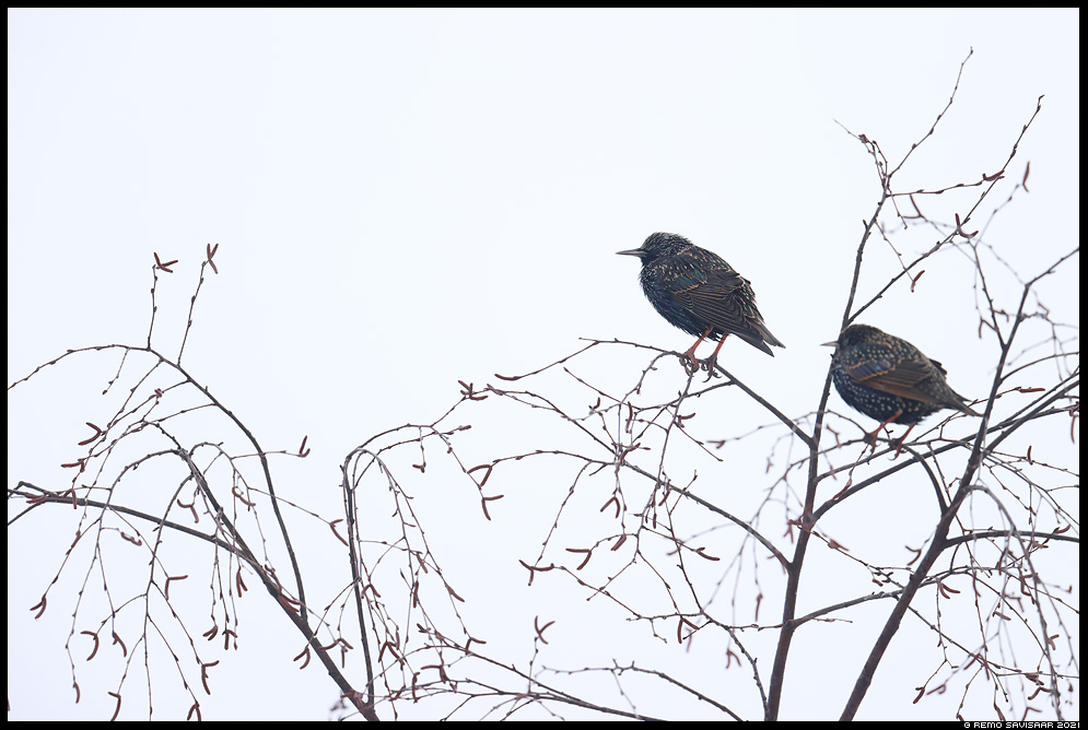 Kuldnokk, Starling, Sturnus vulgaris Remo Savisaar Eesti loodus  Estonian Estonia Baltic nature wildlife photography photo blog loodusfotod loodusfoto looduspilt looduspildid 