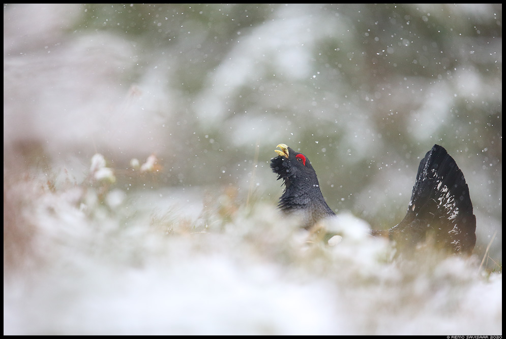 Metsis, Capercaillie, Tetrao urogallus Remo Savisaar Eesti loodus  Estonian Estonia Baltic nature wildlife photography photo blog loodusfotod loodusfoto looduspilt looduspildid 