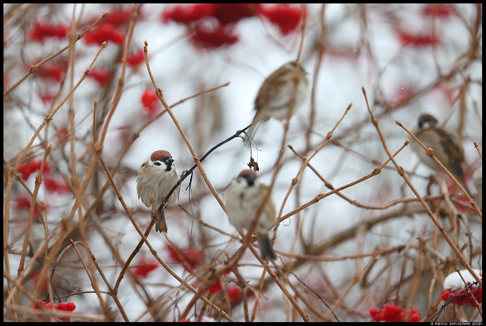 Põldvarblane, Tree Sparrow, Passer montanus  Remo Savisaar Eesti loodus Estonian Estonia Baltic nature wildlife photography photo blog loodusfotod loodusfoto looduspilt looduspildid 