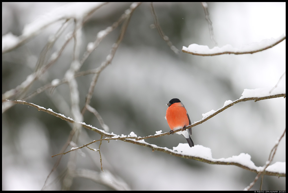 Leevike, Bullfinch, Pyrrhula pyrrhula Värvikas sügis, Colorful autumn Remo Savisaar Eesti loodus Estonian Estonia Baltic nature wildlife photography photo blog loodusfotod loodusfoto looduspilt looduspildid