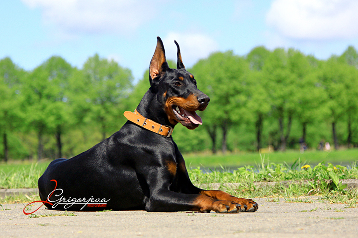 GemGivveeon Dobermanns