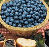 http://www.picgifs.com/food-and-drinks/food-and-drinks/berries/food-and-drinks-berries-465224.gif