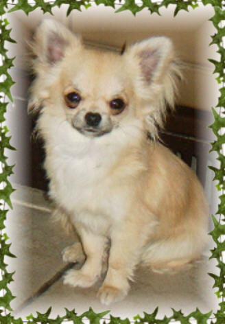http://www.dog-pictures.co.uk/images/chihuahua-pic.jpg