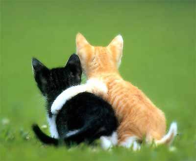 http://www.snapofpa.org/images/cute_cat.jpg