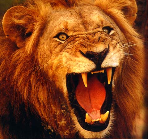 http://www.abolitionist.com/reprogramming/lion.jpg