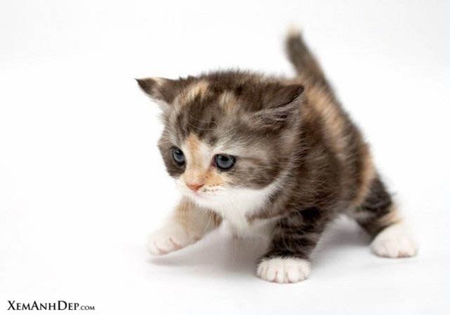 http://xemanhdep.com/gallery/cute_cat1/cute_cat102.jpg