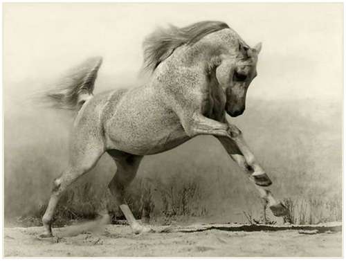 http://www.moolf.com/images/stories/Animals/Arabian-horses/Arabian-horses-1.jpg