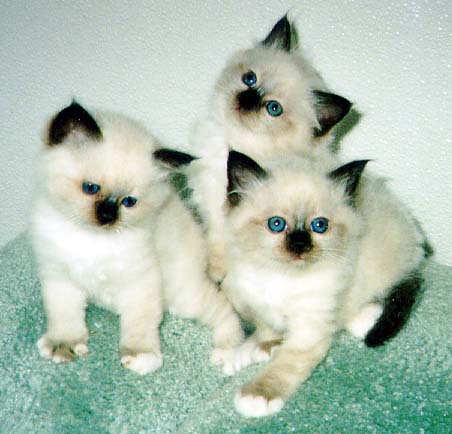 http://www.birman.org/pictures/noekula-kittens.jpg
