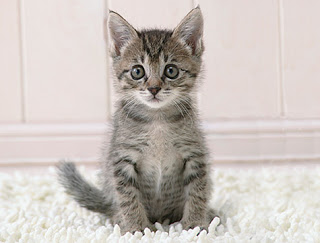 http://1.bp.blogspot.com/_28TKfUNPJ5s/SyZwJLd0JvI/AAAAAAAACU0/C1zqyTjVG-E/s320/kiisu.jpg