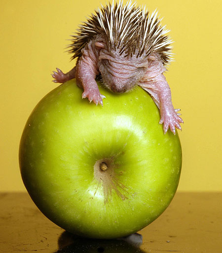 http://img.metro.co.uk/i/pix/2007/05/Hedgehog_450x513.jpg