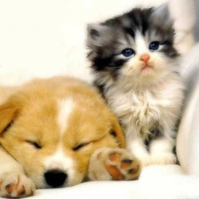 http://arlingtondogandcat.com/sites/site-2404/images/Canines/truth_about_cats_and_dogs_i.jpg