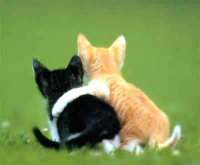 http://1.bp.blogspot.com/_8kXsPIEkJZI/RyHy_sITYCI/AAAAAAAAADc/4HTZMEhiVlw/s400/cats-in-love.jpg