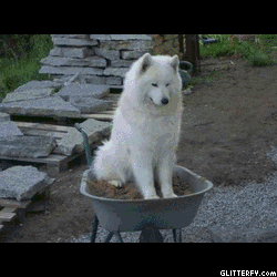http://img34.glitterfy.com/276/glitterfy-flpbk03091247383534.gif