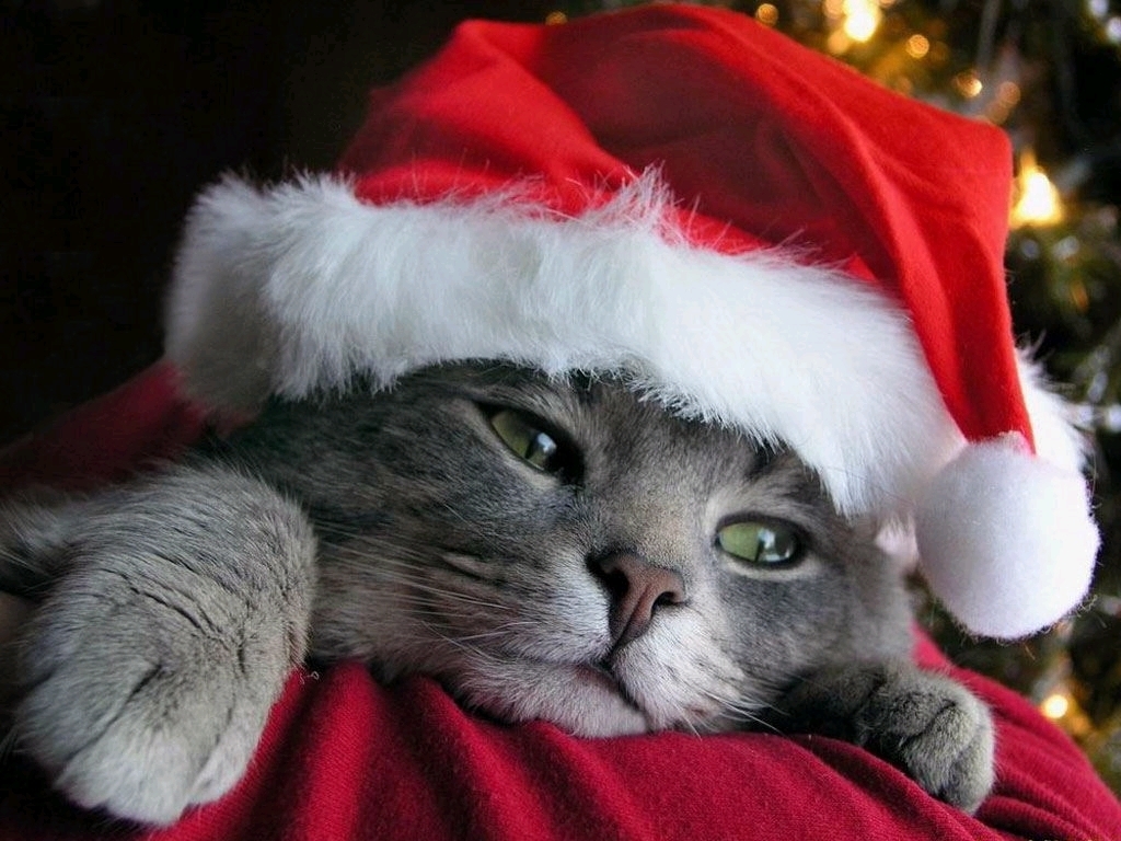 http://images2.fanpop.com/image/photos/10200000/christmas-kitties-cute-kittens-10282741-1024-768.jpg