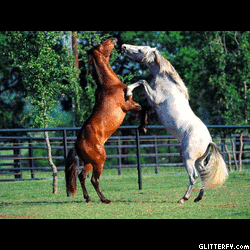 http://img34.glitterfy.com/279/glitterfy-flpbk0608344138223634.gif