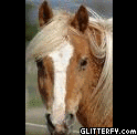 http://img34.glitterfy.com/298/glitterfy-flpbk9060118534734.gif