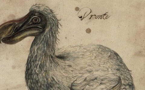 17. sajandist pärit kujutisel on näha Mauritiusel elanud dodot, kes kuulub nüüd väljasurnud liikide hulka.