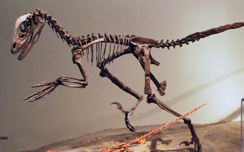 Dromaeosaurus Deinonychuse skelett.