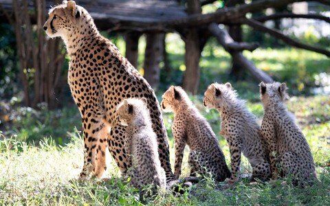 Teadlased püüavad gepardite eluviisi uurimise abil aidata kaasa sellele, et neid suuri kaslasi leiduks jätkuvalt ka looduses, mitte vaid loomaaedades.