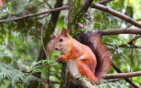 Oravatele tuleb kasuks, kui nad tunnevad oma naabreid.