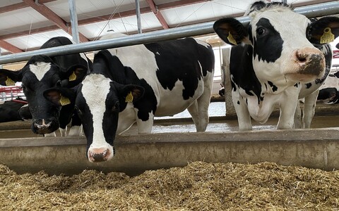 Autori soovitus riigile on pakkuda piimatootjatele ajendeid karja tervise parandamiseks.