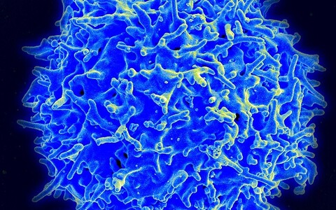Kasvajate raviks arendatud terapeutilised antikehad ise vähirakke ei tapa, vaid panevad kasvajarakke hävitama haige enda immuunsüsteemi.