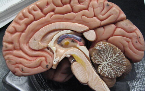 Kahjustusi nähti nii ajutüves kui ka haistesibulas