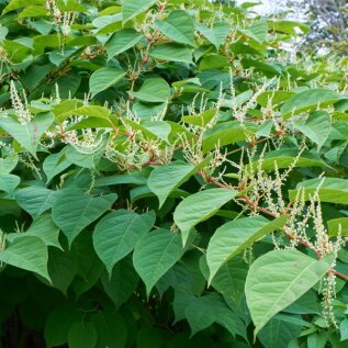 Konnatatrad (Fallopia)