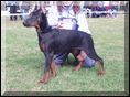 Yacheero`s Icaro Icaros