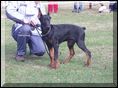 Yacheero`s Imperial Imron