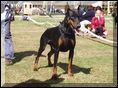 Yacheero`s Dero Descaro