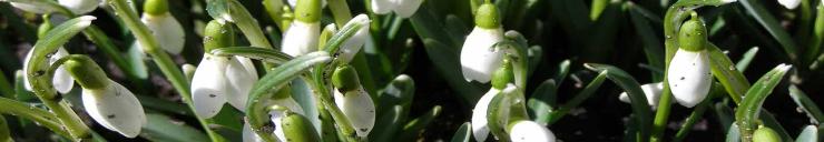 Lumikellukesed,Snowdrops