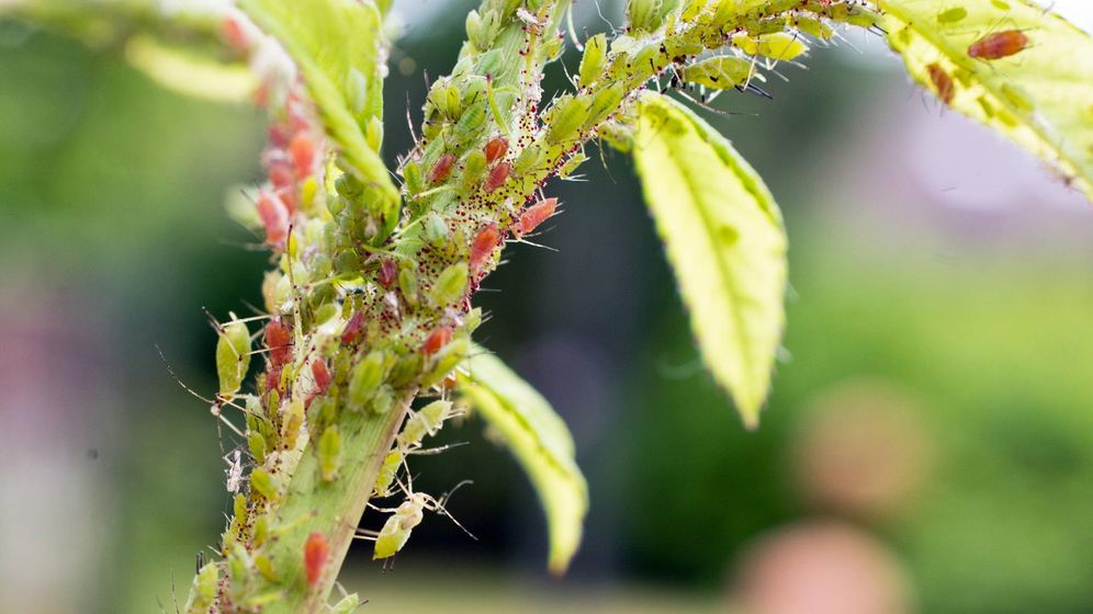 Blattläuse auf Rosen: Die Aphidoidea gehören zu den Sternorrhyncha.