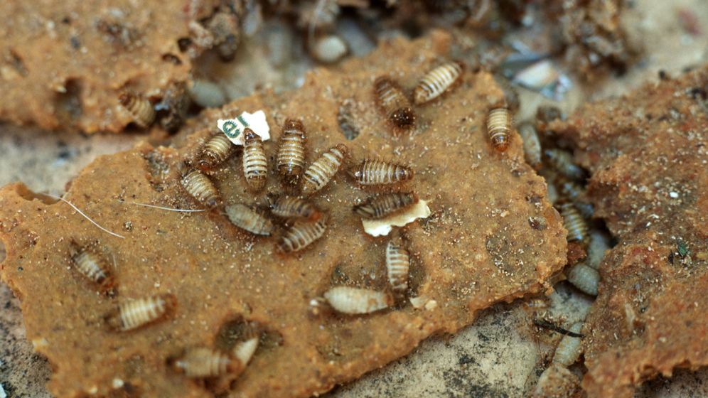 Textilkäfer: Die Larven des Wollkrautblütenkäfers (Anthrenus verbasci) zählen zu den Materialschädlingen.