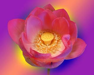 http://alatau.narod.ru/images/flowers/lotus.jpg