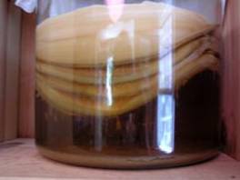 teeseen : kombucha