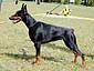 Dobermann Galanthus Nobilis Venezuela (Доберман Galanthus Nobilis Venezuela)