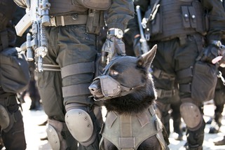 Police dog